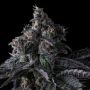 Bullz Eye Feminized Marijuana Strain by Compound Genetics For Sale Online at Cannabis Seeds Outlet
