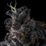 Bullz Eye Feminized by Compound Genetics THC Content Potency Strength CBD Height Yield Flowering Time Indica Sativa Genetics