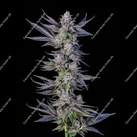 Runtz Carlton Feminized Marijuana Strain by Compound Genetics For Sale Online at Cannabis Seeds Outlet