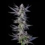 Runtz Carlton Feminized Marijuana Strain by Compound Genetics For Sale Online at Cannabis Seeds Outlet