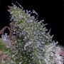 Runtz Carlton Feminized by Compound Genetics THC Content Potency Strength CBD Height Yield Flowering Time Indica Sativa Genetics