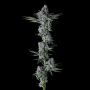 Compound Genetics Got Caught Smoke Buds Weed Ganja Skunk Dope Pot Images Pics Nuggets
