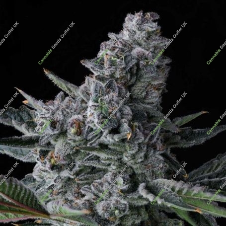 Got Caught Feminized Marijuana Strain by Compound Genetics For Sale Online at Cannabis Seeds Outlet