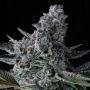 Got Caught Feminized Marijuana Strain by Compound Genetics For Sale Online at Cannabis Seeds Outlet