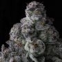 Got Caught Feminized by Compound Genetics THC Content Potency Strength CBD Height Yield Flowering Time Indica Sativa Genetics