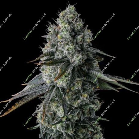 Chem 51 Feminized Marijuana Strain by Compound Genetics For Sale Online at Cannabis Seeds Outlet
