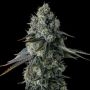 Chem 51 Feminized Marijuana Strain by Compound Genetics For Sale Online at Cannabis Seeds Outlet