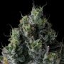 Compound Genetics Chem 51 Smoke Buds Weed Ganja Skunk Dope Pot Images Pics Nuggets