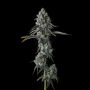 Chem 51 Feminized by Compound Genetics THC Content Potency Strength CBD Height Yield Flowering Time Indica Sativa Genetics