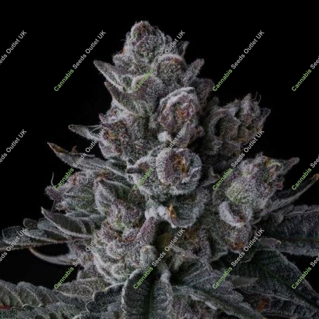 Old Money Feminized Marijuana Strain by Compound Genetics For Sale Online at Cannabis Seeds Outlet