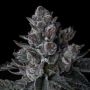 Old Money Feminized Marijuana Strain by Compound Genetics For Sale Online at Cannabis Seeds Outlet