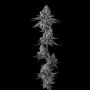 Compound Genetics Old Money Smoke Buds Weed Ganja Skunk Dope Pot Images Pics Nuggets