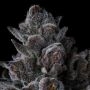 Old Money Feminized by Compound Genetics THC Content Potency Strength CBD Height Yield Flowering Time Indica Sativa Genetics