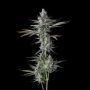 Compound Genetics Guwop Green Smoke Buds Weed Ganja Skunk Dope Pot Images Pics Nuggets