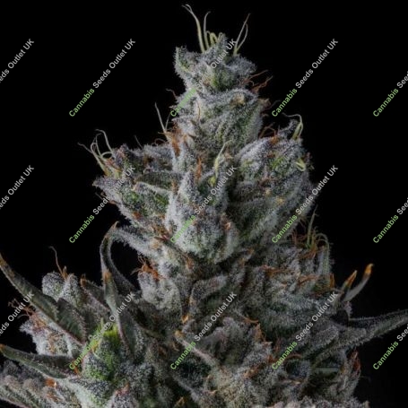 Guwop Green Feminized Marijuana Strain by Compound Genetics For Sale Online at Cannabis Seeds Outlet