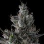 Guwop Green Feminized Marijuana Strain by Compound Genetics For Sale Online at Cannabis Seeds Outlet