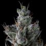 Guwop Green Feminized by Compound Genetics THC Content Potency Strength CBD Height Yield Flowering Time Indica Sativa Genetics