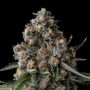 Versace Sour Feminized by Compound Genetics THC Content Potency Strength CBD Height Yield Flowering Time Indica Sativa Genetics