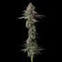 Compound Genetics Versace Sour Smoke Buds Weed Ganja Skunk Dope Pot Images Pics Nuggets