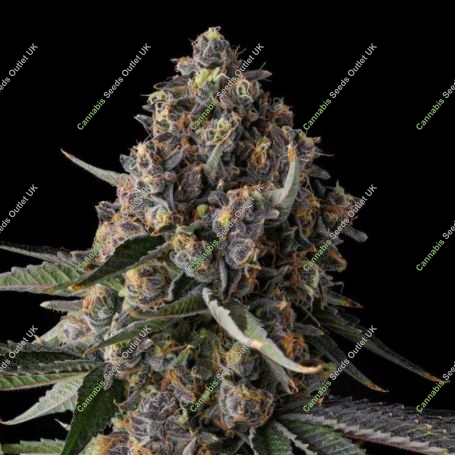 Versace Sour Feminized Marijuana Strain by Compound Genetics For Sale Online at Cannabis Seeds Outlet