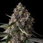 Versace Sour Feminized Marijuana Strain by Compound Genetics For Sale Online at Cannabis Seeds Outlet