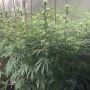 Night Owl Seeds Spotless Mind Auto Smoke Buds Weed Ganja Skunk Dope Pot Images Pics Nuggets