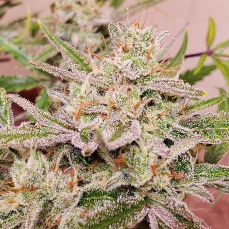 Spotless Mind Auto Feminized Marijuana Strain by Night Owl Seeds For Sale Online at Cannabis Seeds Outlet