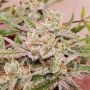 Spotless Mind Auto Feminized Marijuana Strain by Night Owl Seeds For Sale Online at Cannabis Seeds Outlet