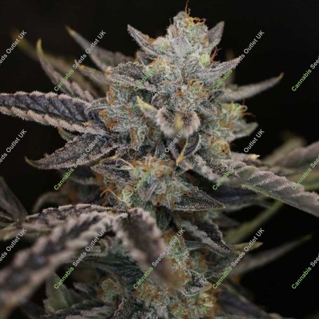 Strawberry Safari V2 Auto Feminized Marijuana Strain by Night Owl Seeds For Sale Online at Cannabis Seeds Outlet