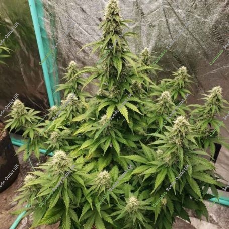 Dog Whistle Auto Feminized Marijuana Strain by Night Owl Seeds For Sale Online at Cannabis Seeds Outlet