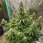 Dog Whistle Auto Feminized Marijuana Strain by Night Owl Seeds For Sale Online at Cannabis Seeds Outlet