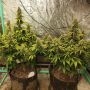 Night Owl Seeds Dog Whistle Auto Smoke Buds Weed Ganja Skunk Dope Pot Images Pics Nuggets
