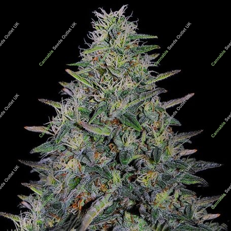Cherry Pavlova Feminized Marijuana Strain by G13 Labs For Sale Online at Cannabis Seeds Outlet