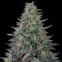 Cherry Pavlova Feminized Marijuana Strain by G13 Labs For Sale Online at Cannabis Seeds Outlet