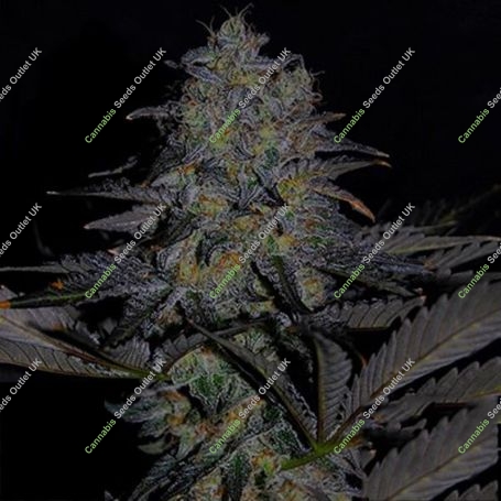 Magnetic Marker Feminized Marijuana Strain by G13 Labs For Sale Online at Cannabis Seeds Outlet
