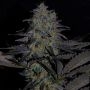 Magnetic Marker Feminized Marijuana Strain by G13 Labs For Sale Online at Cannabis Seeds Outlet