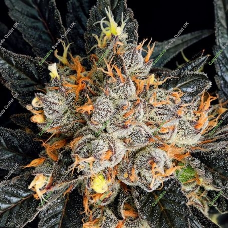 Aura Feminized Marijuana Strain by Anesia Seeds For Sale Online at Cannabis Seeds Outlet