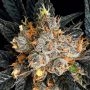 Aura Feminized Marijuana Strain by Anesia Seeds For Sale Online at Cannabis Seeds Outlet