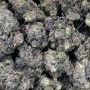 Aura Feminized by Anesia Seeds THC Content Potency Strength CBD Height Yield Flowering Time Indica Sativa Genetics