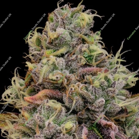 Chaos Cake Feminized Marijuana Strain by Anesia Seeds For Sale Online at Cannabis Seeds Outlet
