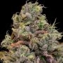 Chaos Cake Feminized Marijuana Strain by Anesia Seeds For Sale Online at Cannabis Seeds Outlet