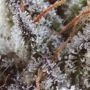 Chaos Cake Feminized by Anesia Seeds THC Content Potency Strength CBD Height Yield Flowering Time Indica Sativa Genetics