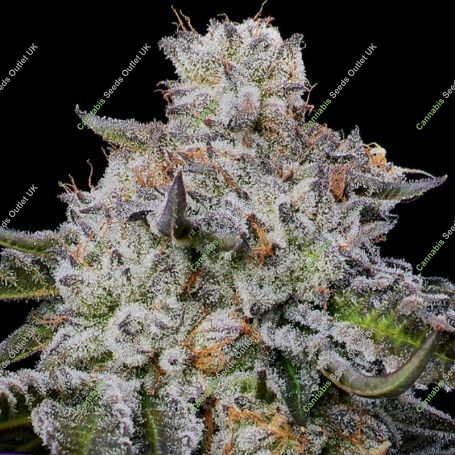 Chaos Cake Auto Feminized Marijuana Strain by Anesia Seeds For Sale Online at Cannabis Seeds Outlet
