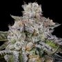 Chaos Cake Auto Feminized Marijuana Strain by Anesia Seeds For Sale Online at Cannabis Seeds Outlet