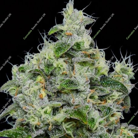 Dankberry Auto Feminized Marijuana Strain by Anesia Seeds For Sale Online at Cannabis Seeds Outlet