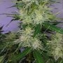 Dankberry Auto Feminized by Anesia Seeds THC Content Potency Strength CBD Height Yield Flowering Time Indica Sativa Genetics
