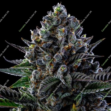 First Lady Feminized Marijuana Strain by Anesia Seeds For Sale Online at Cannabis Seeds Outlet