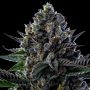 First Lady Feminized Marijuana Strain by Anesia Seeds For Sale Online at Cannabis Seeds Outlet