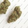 Anesia Seeds First Lady Smoke Buds Weed Ganja Skunk Dope Pot Images Pics Nuggets
