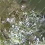 First Lady Feminized by Anesia Seeds THC Content Potency Strength CBD Height Yield Flowering Time Indica Sativa Genetics